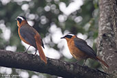 White-browed Robin-chat, Lake Awassa, Ethiopia, January 2016 - click for larger image