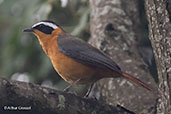 White-browed Robin-chat, Lake Awassa, Ethiopia, January 2016 - click for larger image