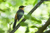 Snowy-crowned Robin-Chat, Mole, Ghana, June 2011 - click for larger image