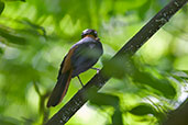 Snowy-crowned Robin-Chat, Mole, Ghana, June 2011 - click for larger image