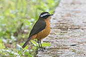 White-browed Robin-chat, Lake Awassa, Ethiopia, January 2016 - click for larger image