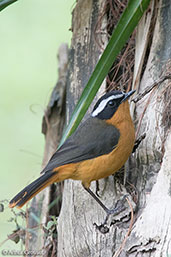 White-browed Robin-chat, Lake Awassa, Ethiopia, January 2016 - click for larger image