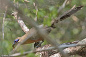 Coquerel's Coua, Ankarafantsika, Madagascar 2016 - click for larger image