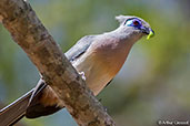 Crested Coua, Berenty Reserve, Madagascar 2016 - click for larger image