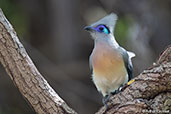 Crested Coua, Berenty Reserve, Madagascar 2016 - click for larger image