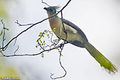 Crested Coua, Ankarafantsika, Madagascar 2016 - click for larger image