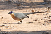 Running Coua, Amboasary, Toliara, Madagascar 2016 - click for larger image