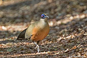 Giant Coua, Berenty Reserve, Madagascar 2016 - click for larger image