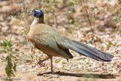 Giant Coua, Berenty Reserve, Madagascar 2016 - click for larger image