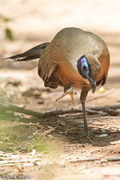 Giant Coua, Berenty Reserve, Madagascar 2016 - click for larger image