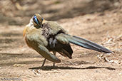 Giant Coua, Berenty Reserve, Madagascar 2016 - click for larger image