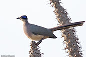 Olive-capped Coua, Mosa Park, Ifaty, Madagascar 2016 - click for larger image