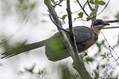 Red-capped Coua, Ankarafantsika, Madagascar 2016 - click for larger image