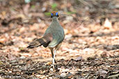 Red-capped Coua, Ankarafantsika, Madagascar 2016 - click for larger image