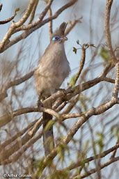 Verreaux's Coua, La Table, Toliara, Madagascar 2016 - click for larger image