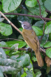 Red-tailed Greenbul, Kakum, Ghana, May 2011 - click for larger image