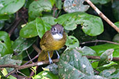 Red-tailed Greenbul, Kakum, Ghana, May 2011 - click for larger image