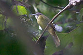 Red-tailed Greenbul, Kakum, Ghana, May 2011 - click for larger image