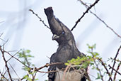 White-bellied Go-away-bird, Yabello, Ethiopia, January 2016 - click for larger image