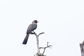 Western Grey Plantain-eater, Mole, Ghana, June 2011 - click for larger image