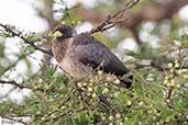 Eastern Plantain-eater, Awash Falls, Ethiopia, January 2016 - click for larger image