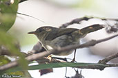 Cryptic Warbler, Ranomafana, Madagascar, November 2016 - click for larger image