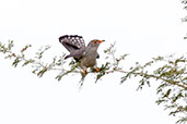 African Cuckoo, Tono Dam, Ghana, June 2011 - click for larger image