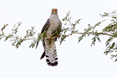 African Cuckoo, Tono Dam, Ghana, June 2011 - click for larger image
