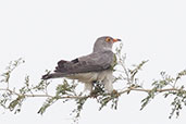 African Cuckoo, Tono Dam, Ghana, June 2011 - click for larger image