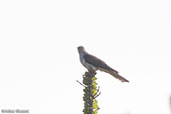 Madagascar Cuckoo, Berenty Reserve, Madagascar, November 2016 - click for larger image