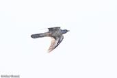 Madagascar Cuckoo, Berenty Reserve, Madagascar, November 2016 - click for larger image