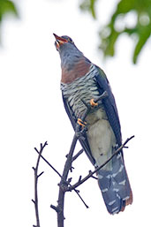 Red-chested Cuckoo, Mole NP, Ghana, June 2011 - click for larger image