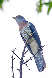 Red-chested Cuckoo, Mole NP, Ghana, June 2011 - click for larger image