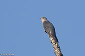 Red-chested Cuckoo, Harenna Forest, Ethiopia, January 2016 - click for larger image