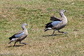 Blue-winged Goose, Bale Mountains, Ethiopia, Janurey 2016 - click for larger image