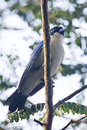 Madagascar Blue Vanga, Ranomafana, Madagascar, November 2016 - click for larger image