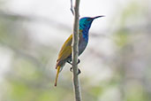 Green-headed Sunbird, Winneba Plains, Ghana, May 2011 - click for larger image