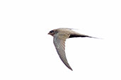 African Palm Swift, Praso River, Ghana, May 2011 - click for larger image