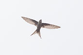 African Palm Swift, Praso River, Ghana, May 2011 - click for larger image