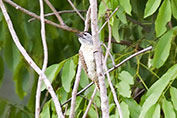 Female Cardinal Woodpecker, Mole NP, Ghana, June 2011 - click for larger image