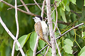 Female Cardinal Woodpecker, Mole NP, Ghana, June 2011 - click for larger image