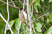 Female Cardinal Woodpecker, Mole NP, Ghana, June 2011 - click for larger image