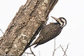 Bearded Woodpecker, Lake Shalla, Ethiopia, January 2018 - click for larger image