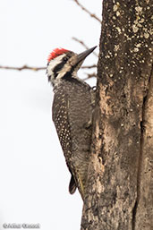 Bearded Woodpecker, Lake Shalla, Ethiopia, January 2018 - click for larger image