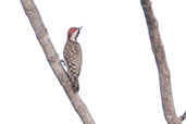 Male Brown-backed Woodpecker, Mole NP, Ghana, June 2011 - click for larger image
