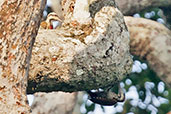 Fire-bellied Woodpecker, Kakum NP, Ghana, May 2011 - click for larger image