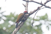 Male Fire-bellied Woodpecker, Kakum NP, Ghana, May 2011 - click for larger image