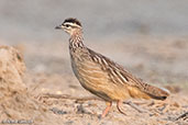 Crested Francolin, Bilen, Ethiopia, January 2016 - click for larger image