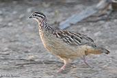Crested Francolin, Awash Falls, Ethiopia, January 2016 - click for larger image