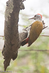 Grey-headed Woodpecker, Simbo Resort, Ethiopia, January 2018 - click for larger image